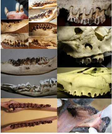 Cranial Bone Lesions in Patagonian Huemul Deer (Hippocamelus bisulcus): First Description of a Neonatal Case
