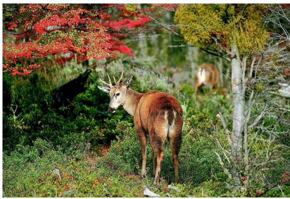 First Endangered Huemul Deer (Hippocamelus bisulcus) Confirmed With Iodine Deficiency: A Case Report