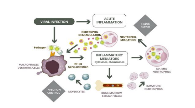 Oral Liposomal Lactoferrin in Healthy Volunteers Activates Leukocyte Gene Expression for Lactotransferrin, Angiotensinogen, and Granulocyte Colony Stimulating Factor Increasing Innate Immunity Against SARS-CoV2 Infection